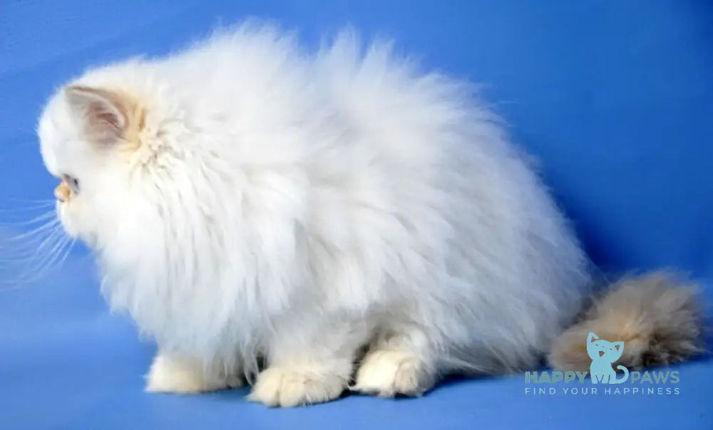 Amur Persian male red tabby pointed live animals