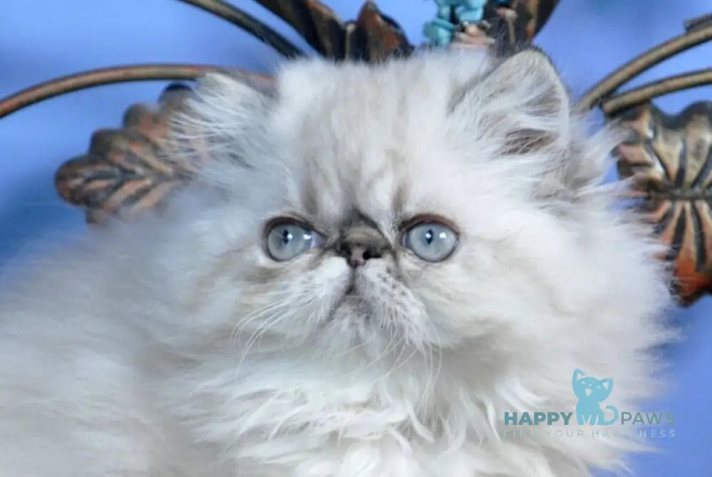 Amur Persian male seal lynx pointed live animals