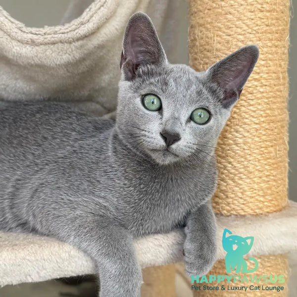 Amur Russian Blue male blue - live animals