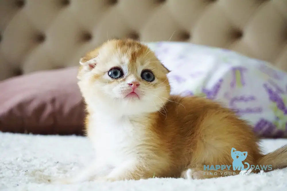 Amur Scottish Fold male black golden chinchilla live animals