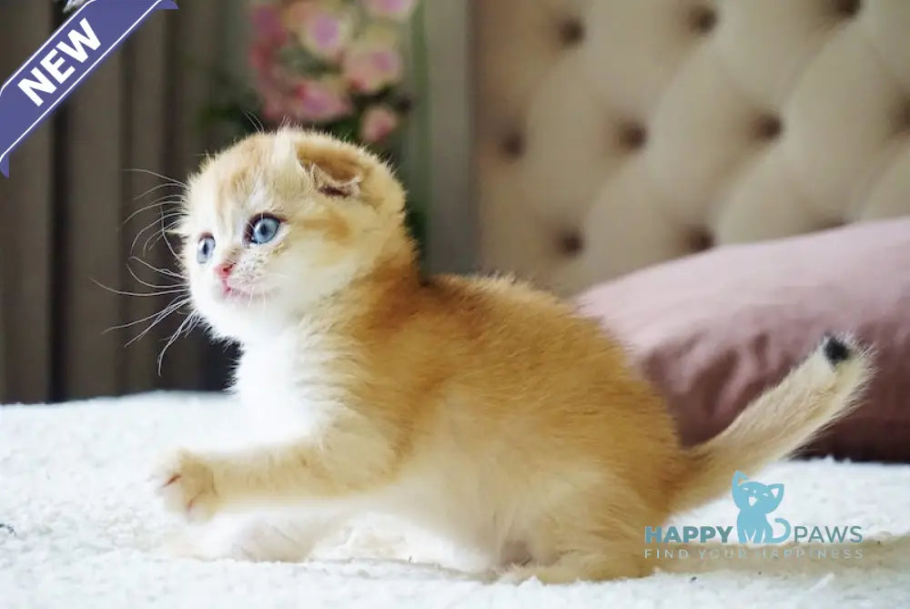 Amur Scottish Fold male black golden chinchilla live animals
