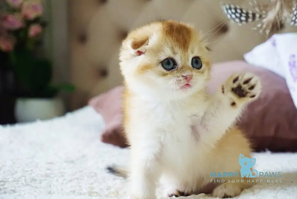 Amur Scottish Fold male black golden chinchilla live animals
