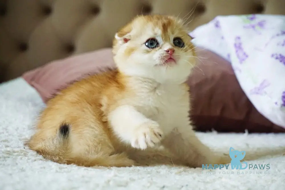 Amur Scottish Fold male black golden chinchilla live animals