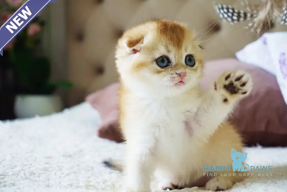 Amur Scottish Fold male black golden chinchilla live animals