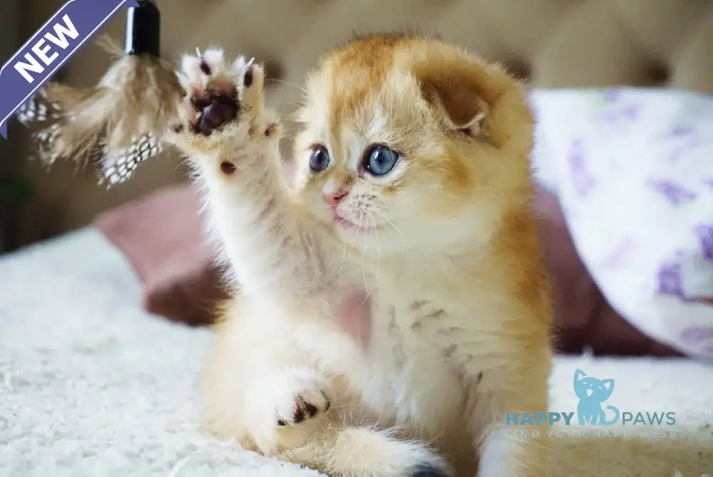Amur Scottish Fold male black golden chinchilla live animals