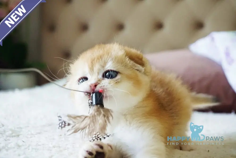 Amur Scottish Fold male black golden chinchilla live animals