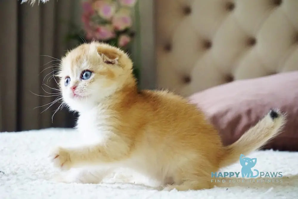 Amur Scottish Fold male black golden chinchilla live animals