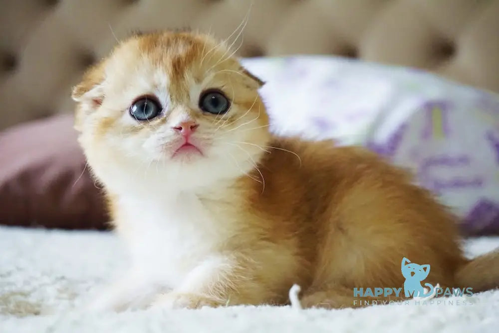 Amur Scottish Fold male black golden chinchilla live animals