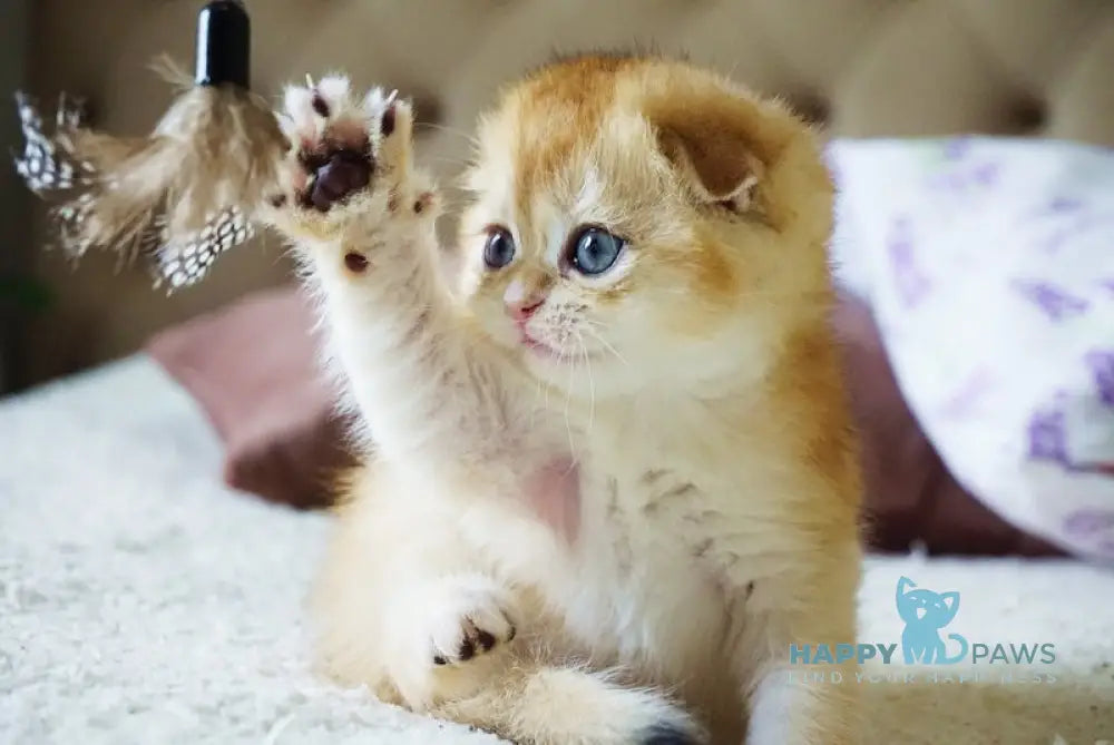 Amur Scottish Fold male black golden chinchilla live animals