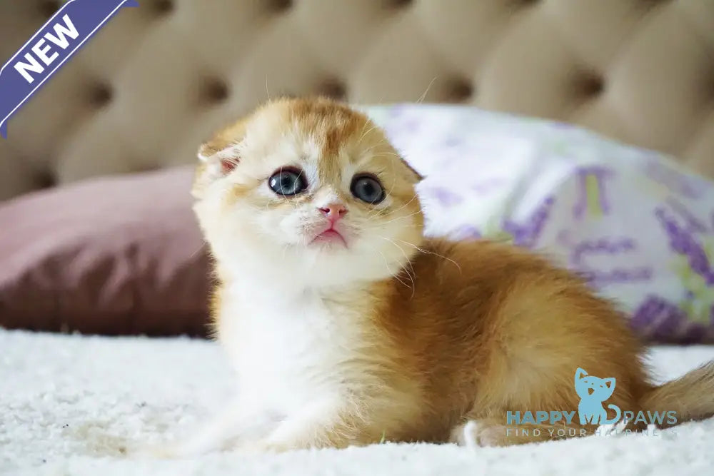 Amur Scottish Fold male black golden chinchilla live animals