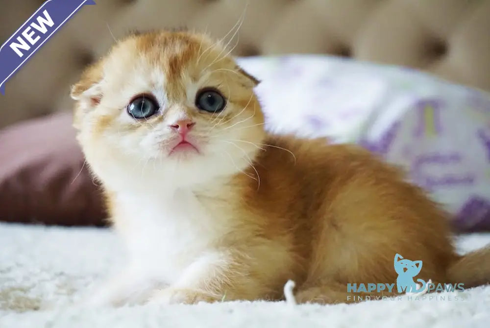 Amur Scottish Fold male black golden chinchilla live animals