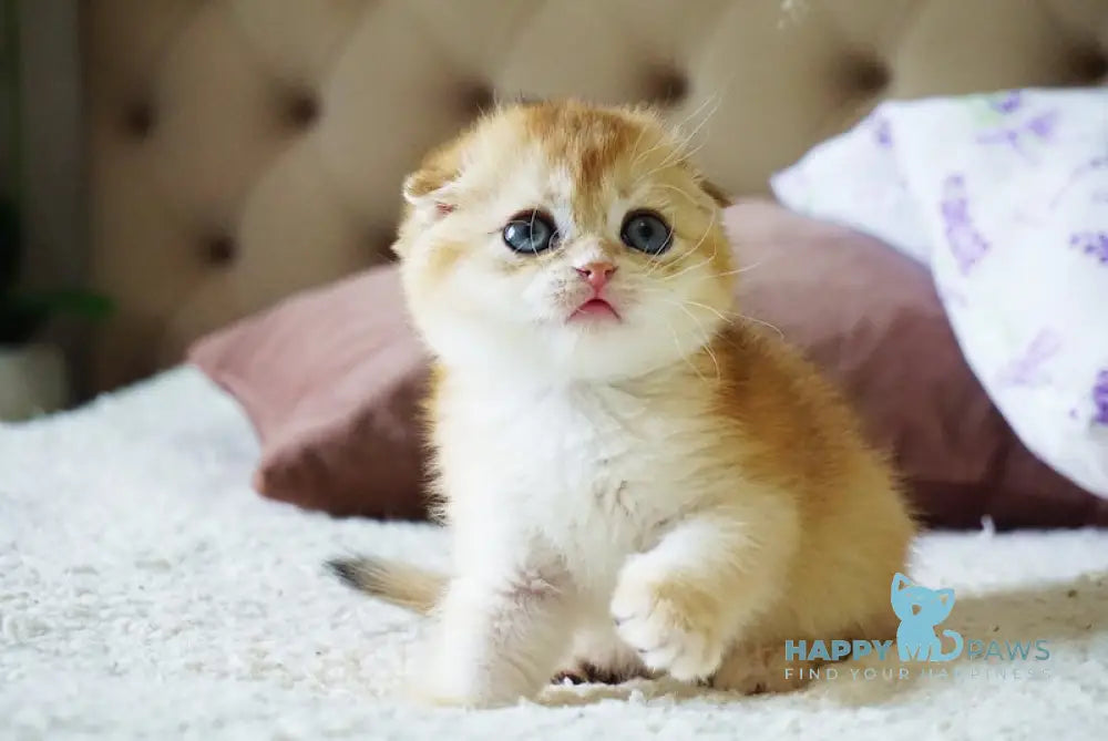 Amur Scottish Fold male black golden chinchilla live animals