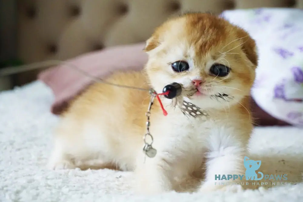 Amur Scottish Fold male black golden chinchilla live animals