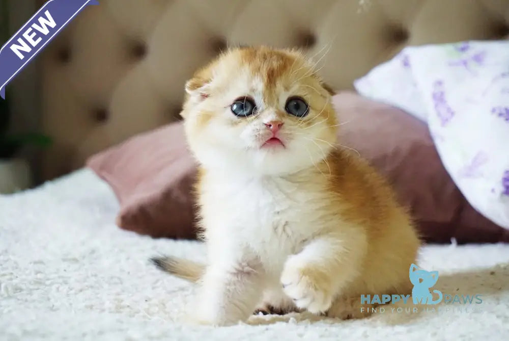 Amur Scottish Fold male black golden chinchilla live animals