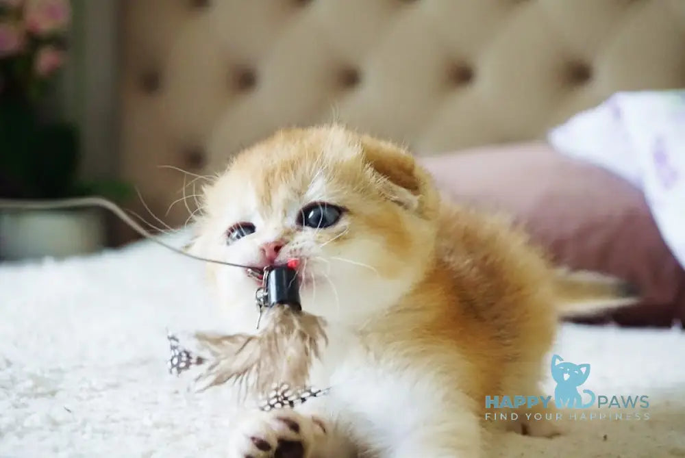 Amur Scottish Fold male black golden chinchilla live animals