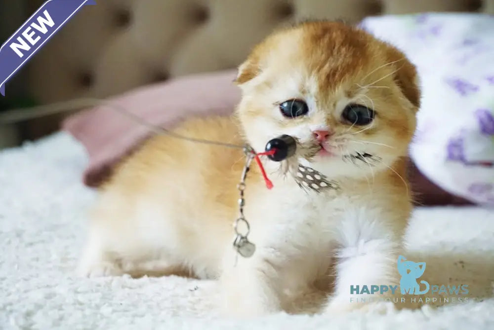 Amur Scottish Fold male black golden chinchilla live animals