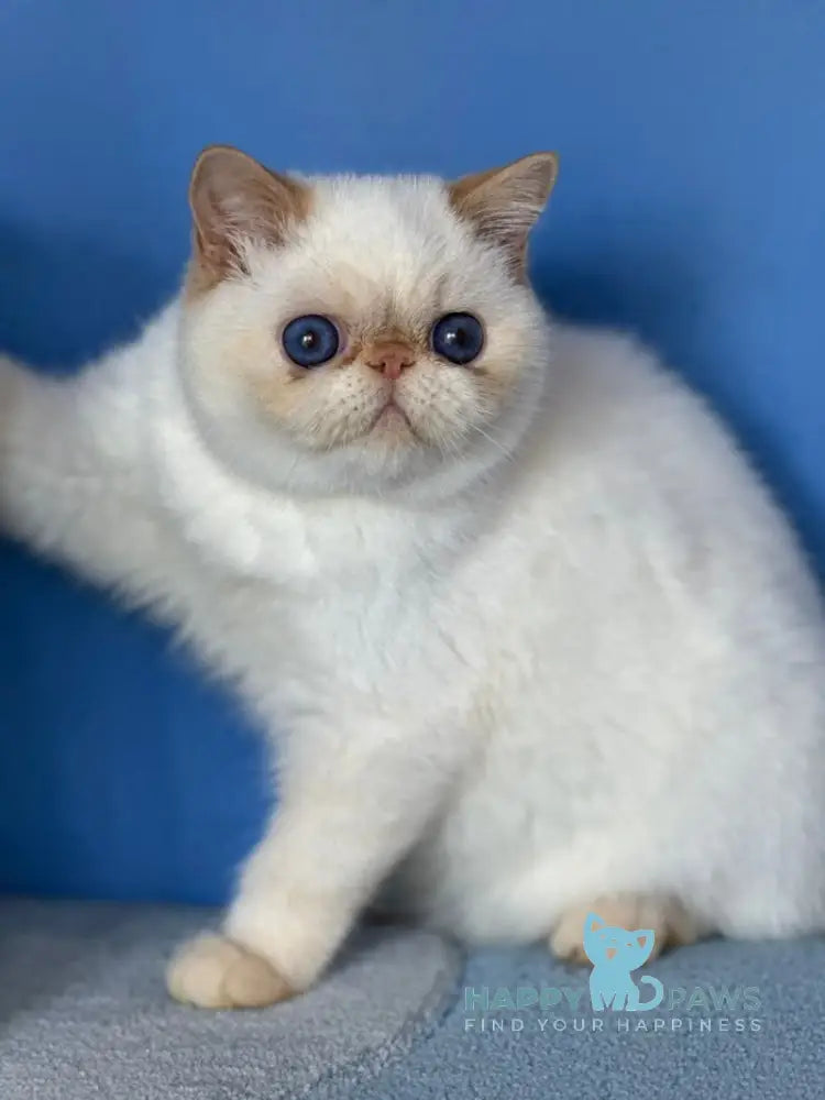 Amur Secret Exotic male red pointed live animals