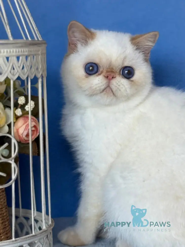 Amur Secret Exotic male red pointed live animals