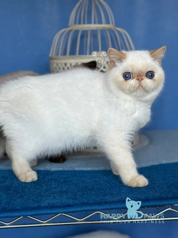 Amur Secret Exotic male red pointed live animals