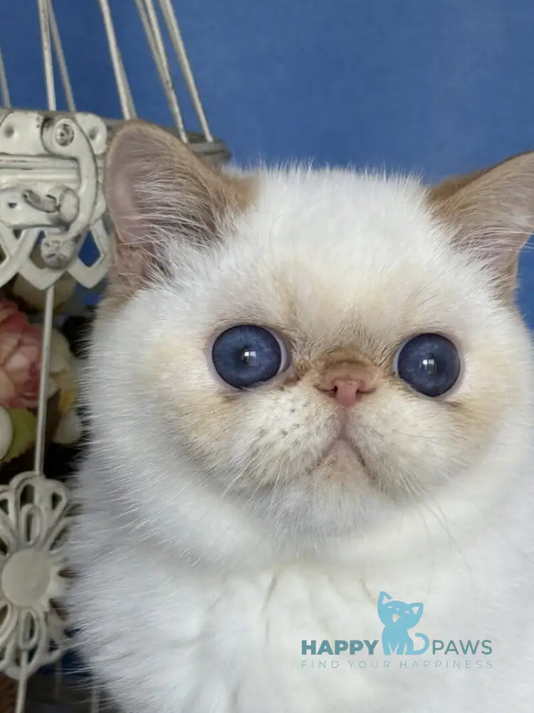 Amur Secret Exotic male red pointed live animals