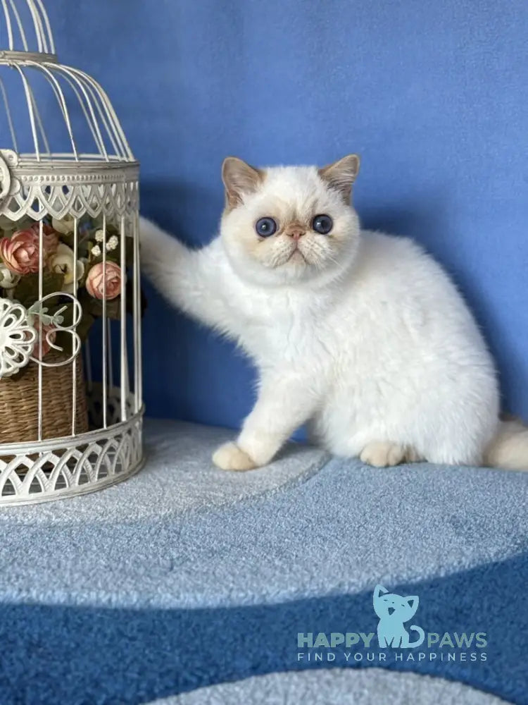 Amur Secret Exotic male red pointed live animals