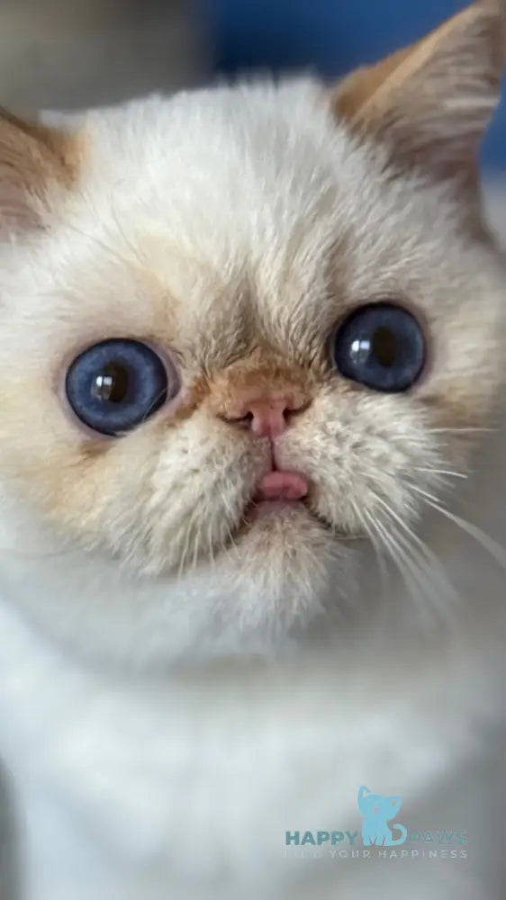 Amur Secret Exotic male red pointed live animals