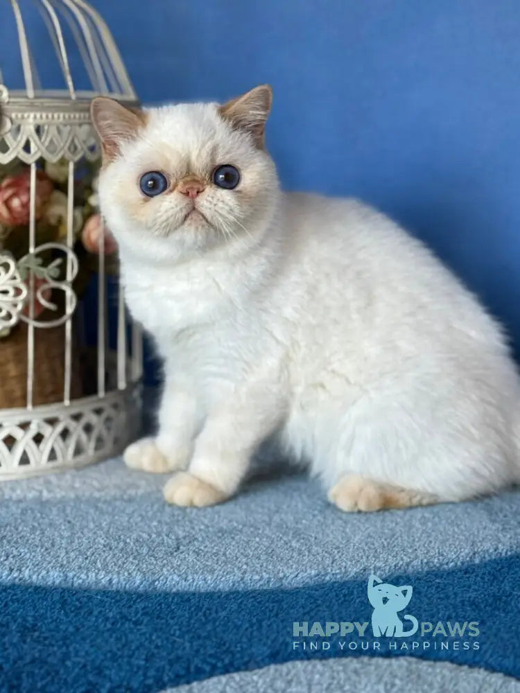 Amur Secret Exotic male red pointed live animals