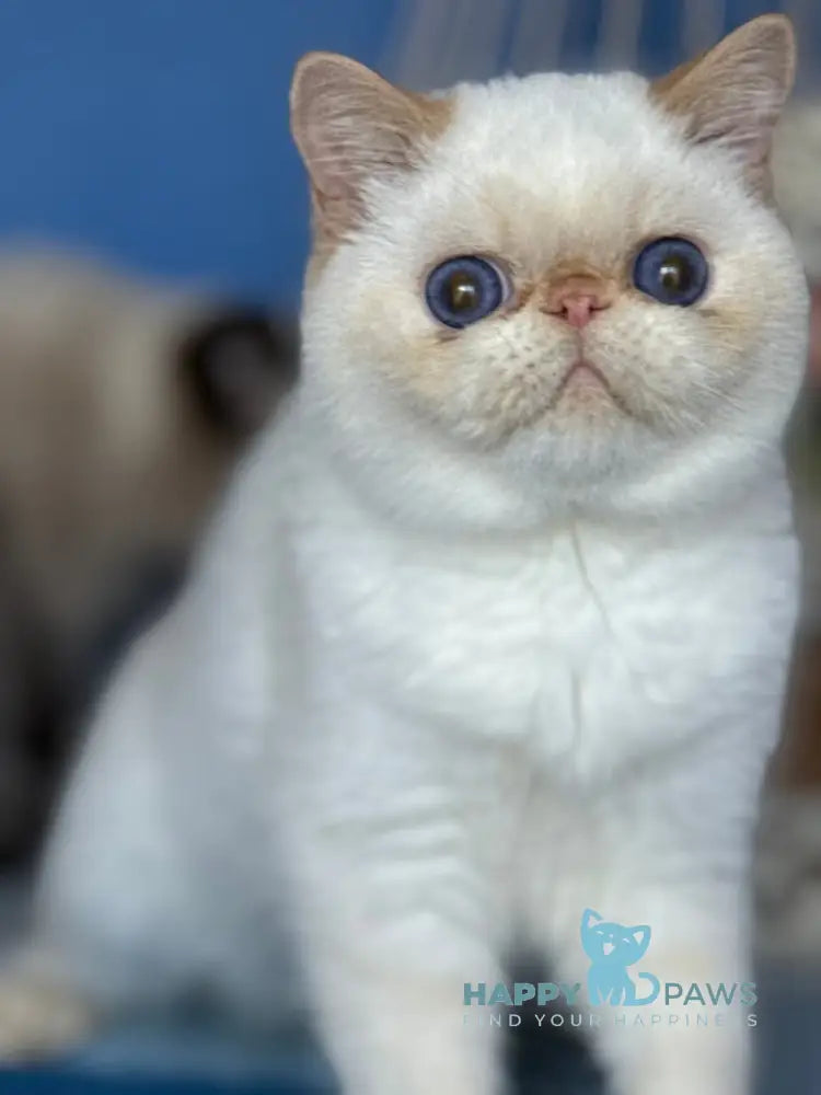 Amur Secret Exotic male red pointed live animals