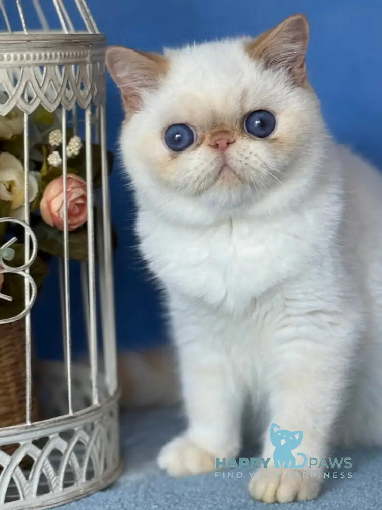 Amur Secret Exotic male red pointed live animals