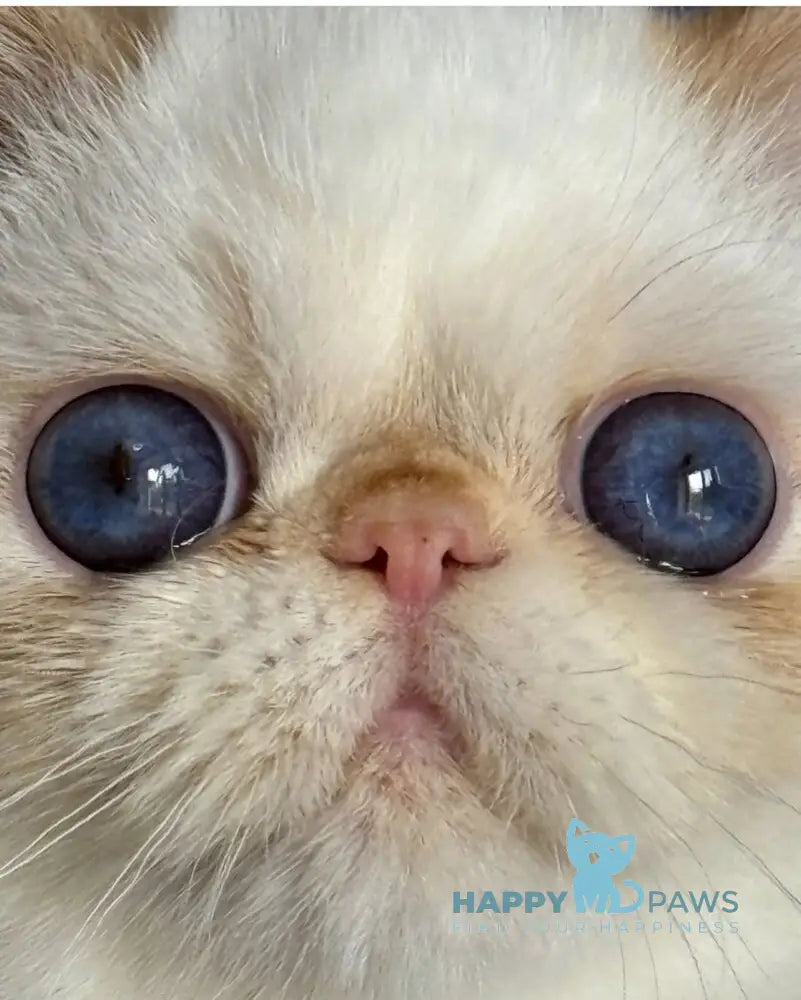 Amur Secret Exotic male red pointed live animals