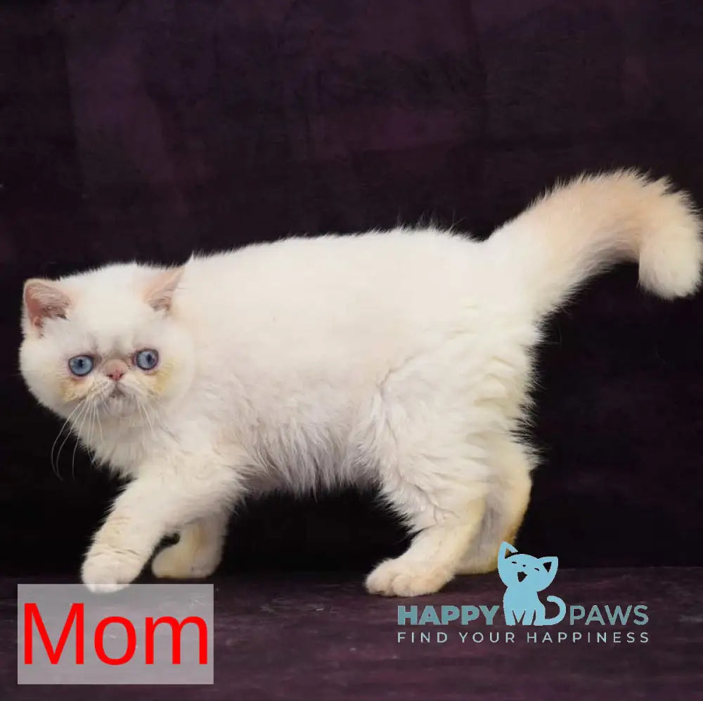 Amur Secret Exotic male red pointed live animals