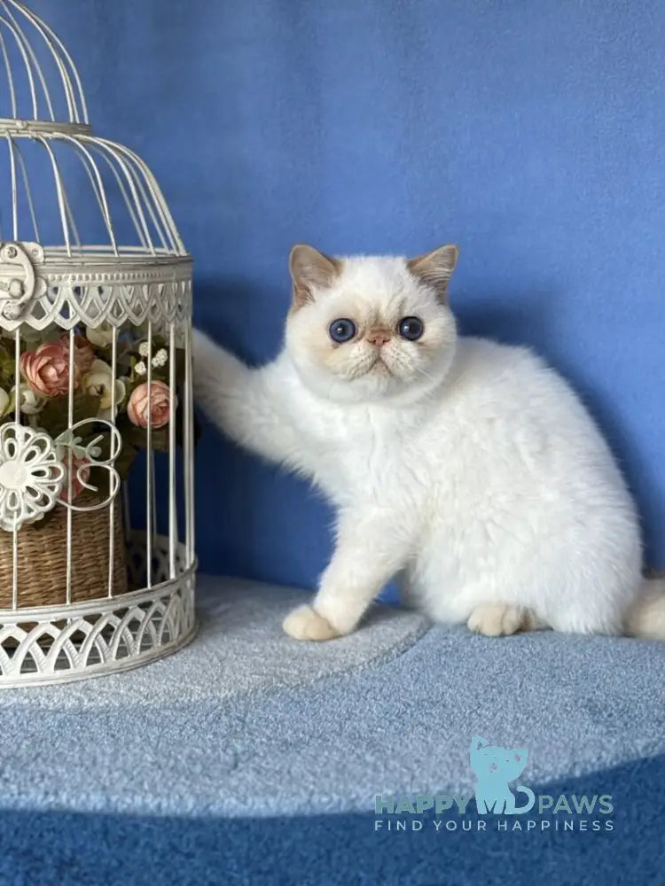 Amur Secret Exotic male red pointed live animals