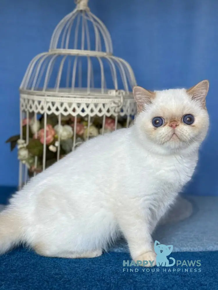 Amur Secret Exotic male red pointed live animals