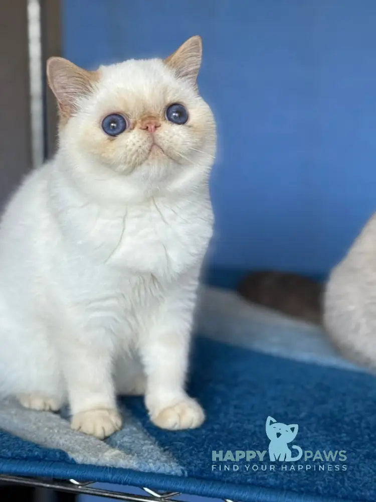 Amur Secret Exotic male red pointed live animals