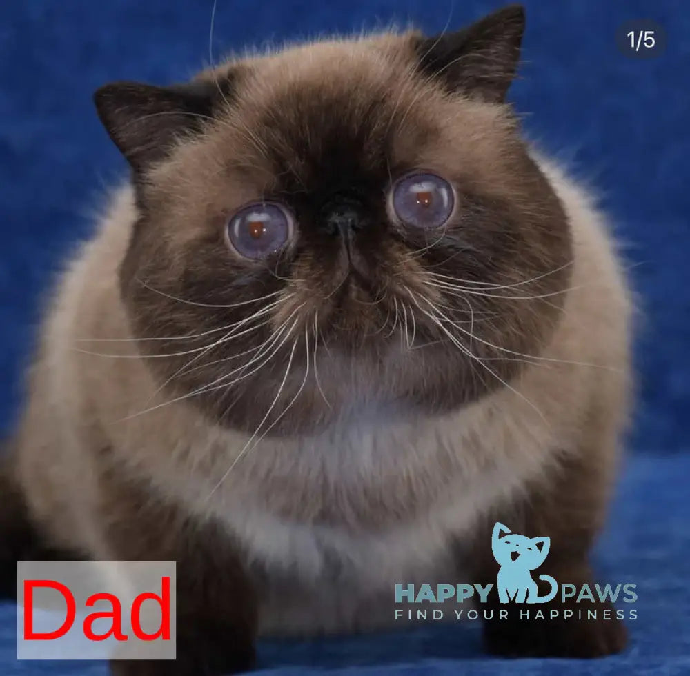 Amur Secret Exotic male red pointed live animals