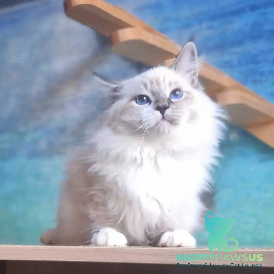 Amur Siberian male black with white tabby pointed - live animals