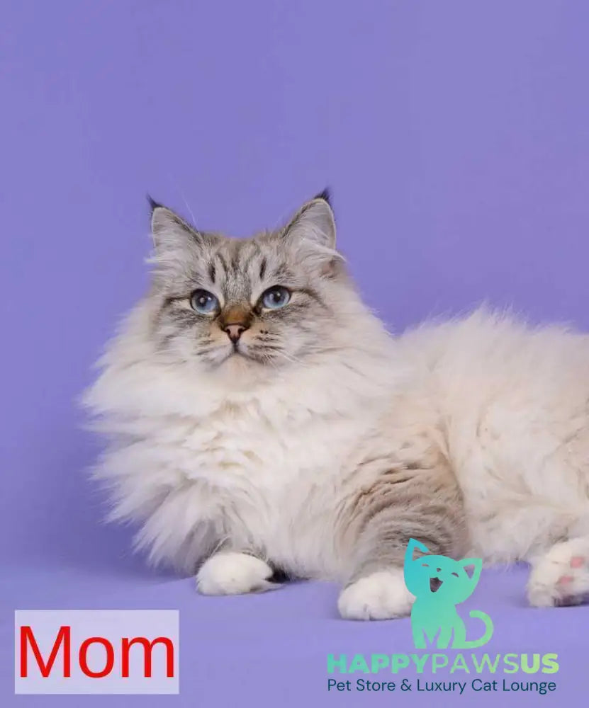 Amur Siberian male black with white tabby pointed - live animals