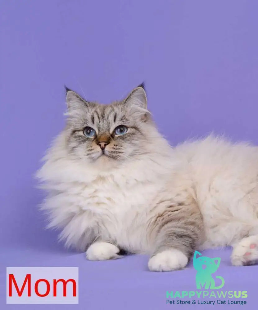 Amur Siberian male black with white tabby pointed - live animals