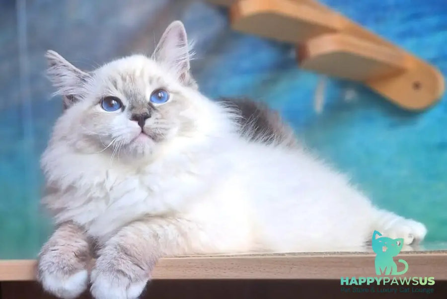 Amur Siberian male black with white tabby pointed - live animals