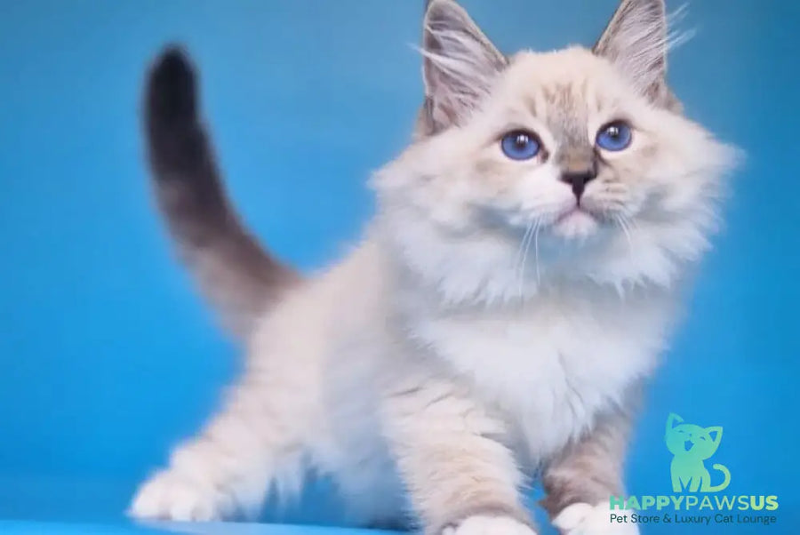 Amur Siberian male black with white tabby pointed - live animals
