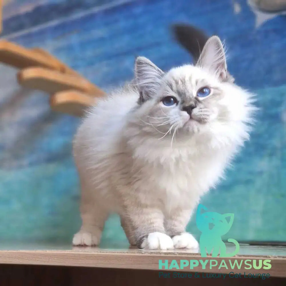 Amur Siberian male black with white tabby pointed - live animals