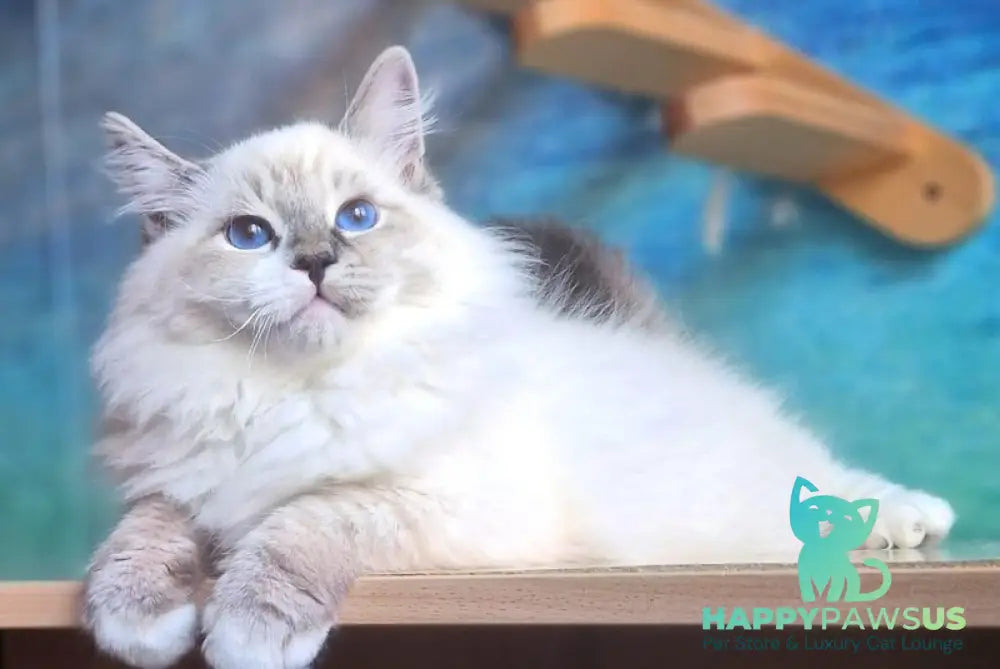 Amur Siberian male black with white tabby pointed - live animals