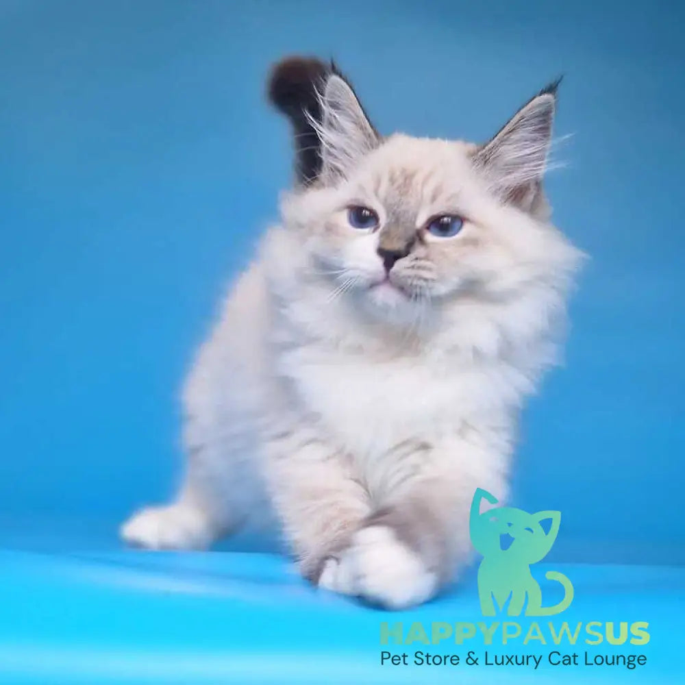 Amur Siberian male black with white tabby pointed - live animals