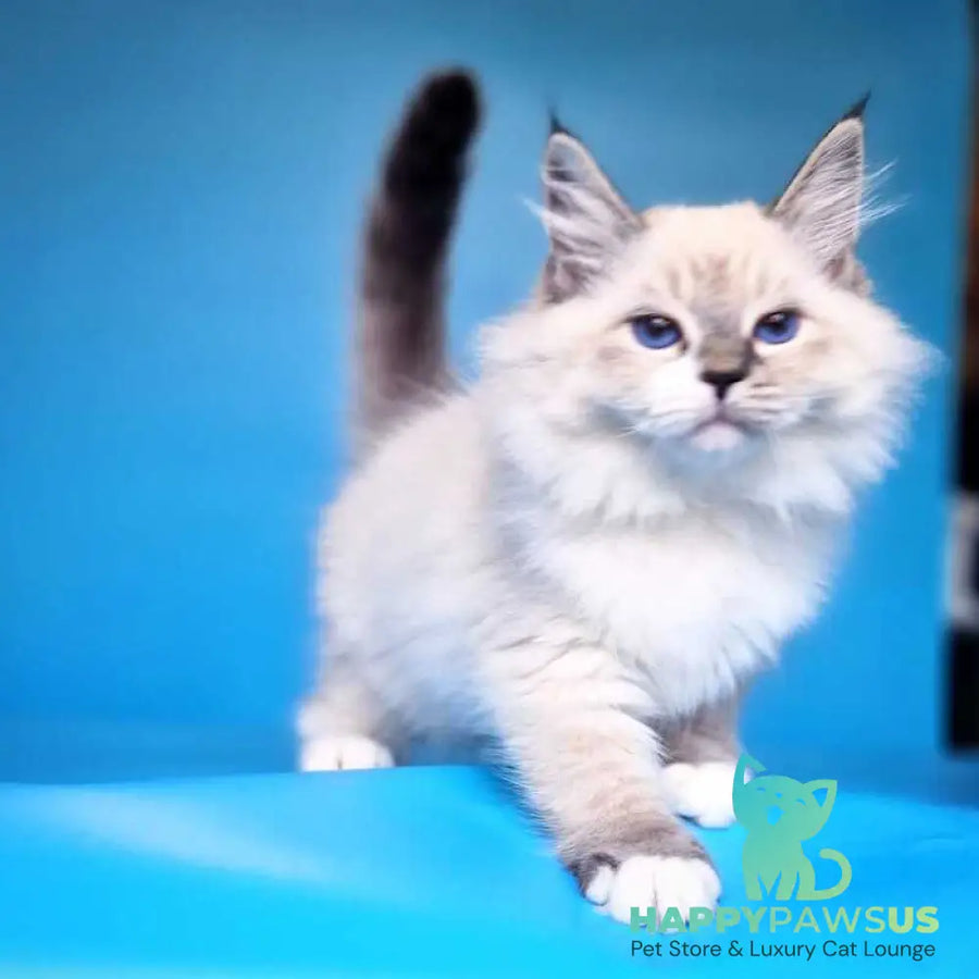 Amur Siberian male black with white tabby pointed - live animals