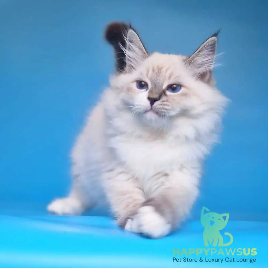 Amur Siberian male black with white tabby pointed - live animals