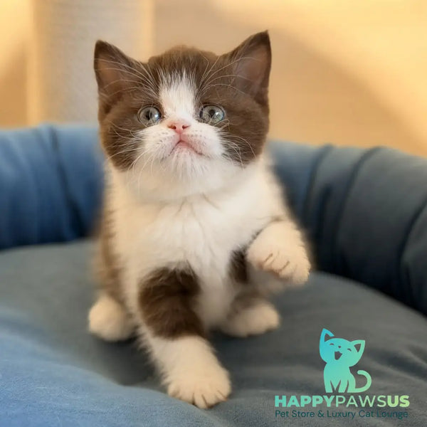 Amy British Shorthair female chocolate bicolour - live animals