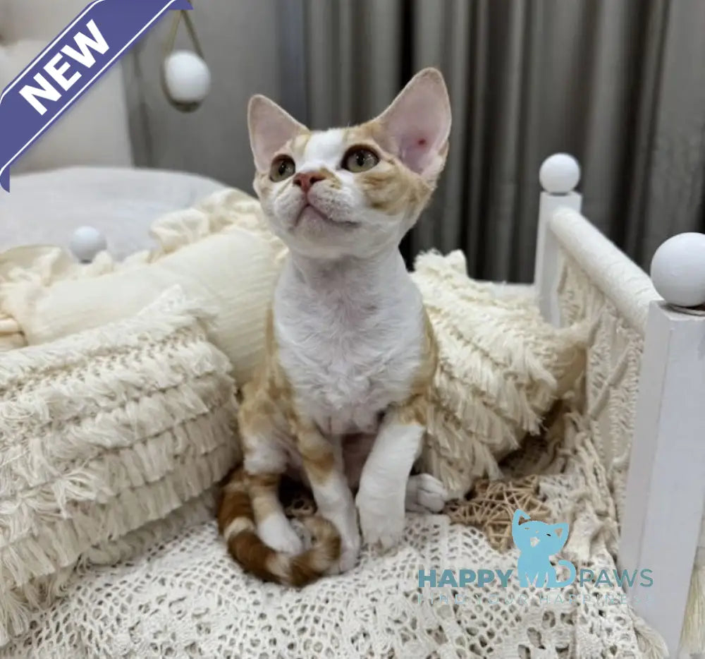 Ana Devon Rex female red bicolour live animals