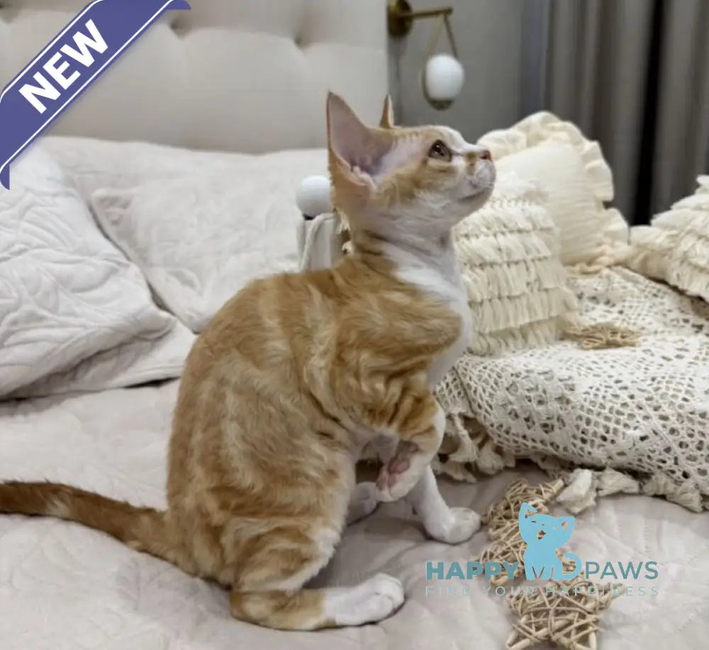 Ana Devon Rex female red bicolour live animals