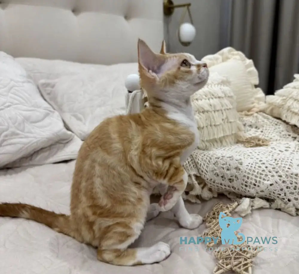 Ana Devon Rex female red bicolour live animals