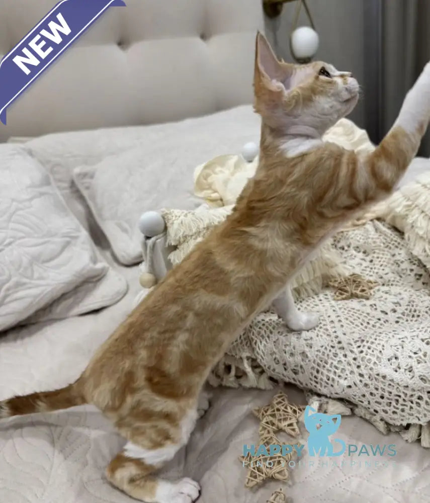Ana Devon Rex female red bicolour live animals